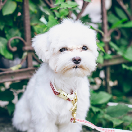 toy maltese puppy wearing a leash